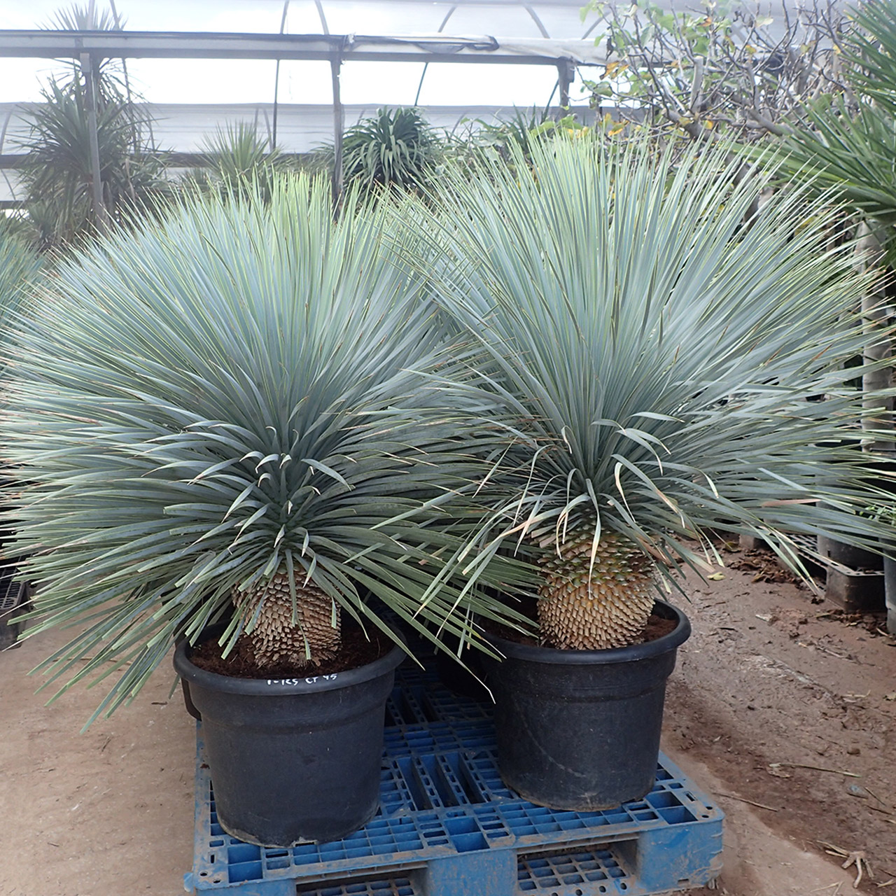 又右衛門オフィシャルWEBサイト | MATAEMON OFFICIAL WEB SITE