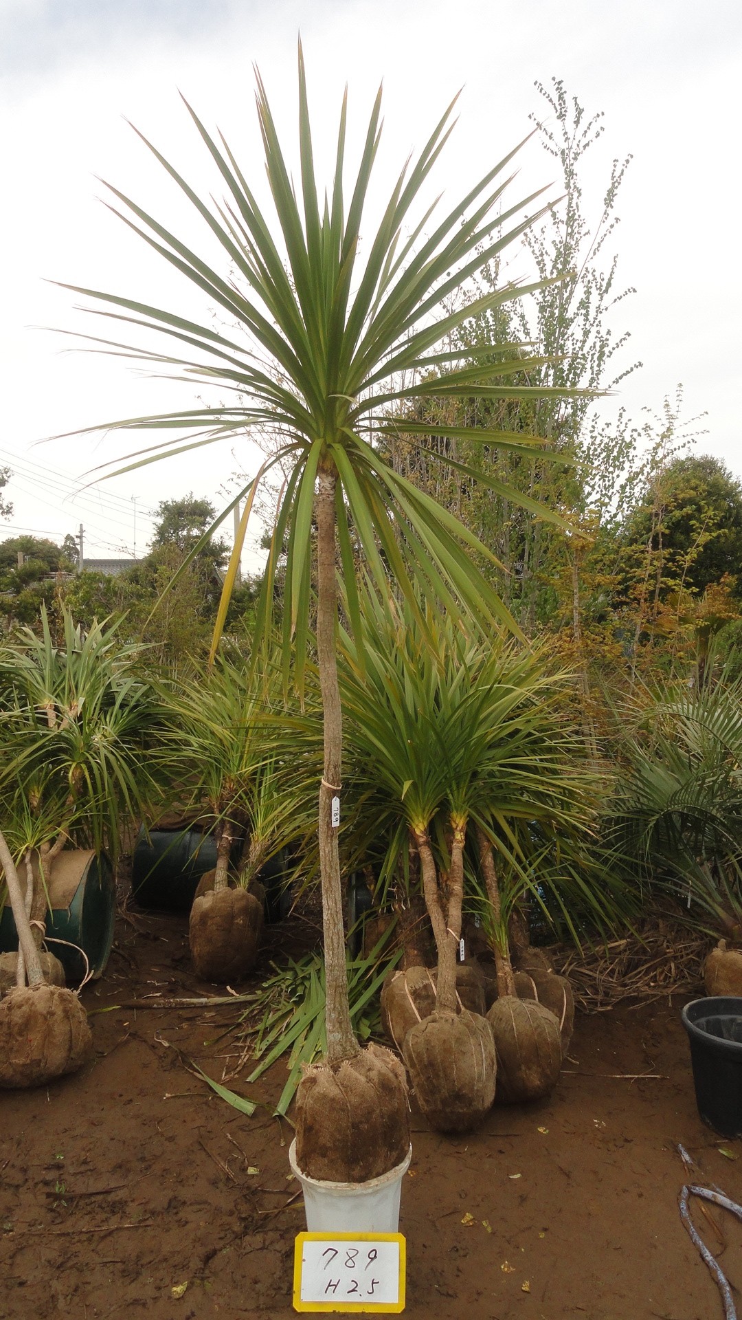 ドラセナ(ニオイシュロラン) 入荷情報 789 | 松樹園緑化