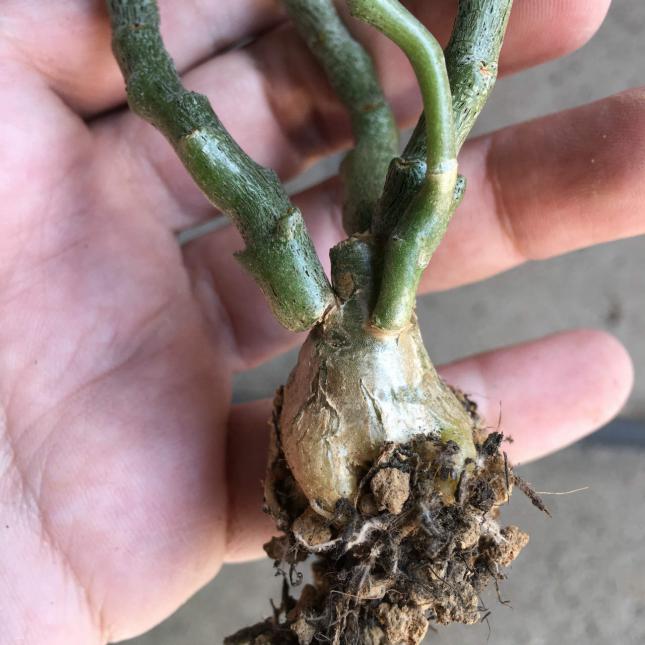 Tylecodon bodleyae チレコドン ボドレイアエ