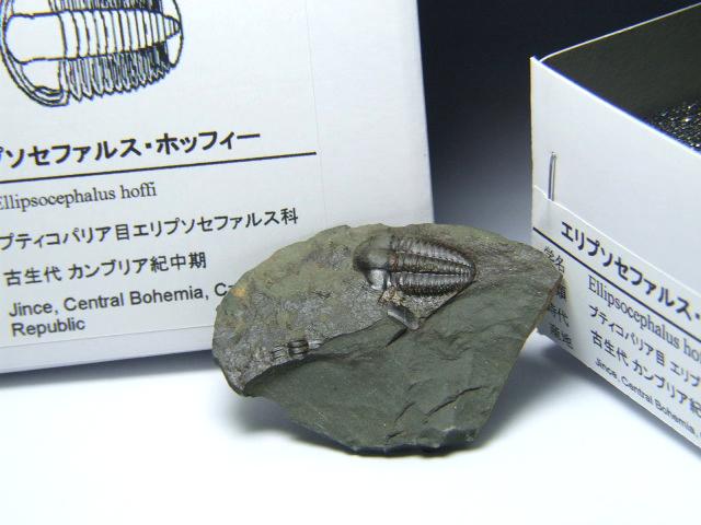 エリプソセファルス・ホッフィー ＜Ellipsocephalus hoffi＞ < Mineral