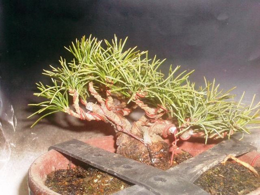 2月 五葉松 株立ちつくりと針金かけ・植替え - 市川三郎の「プチ盆栽日記」