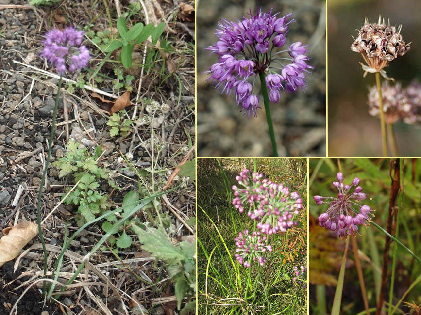 野山の草花・木々の花」植物検索図鑑 | ヤマラッキョウ
