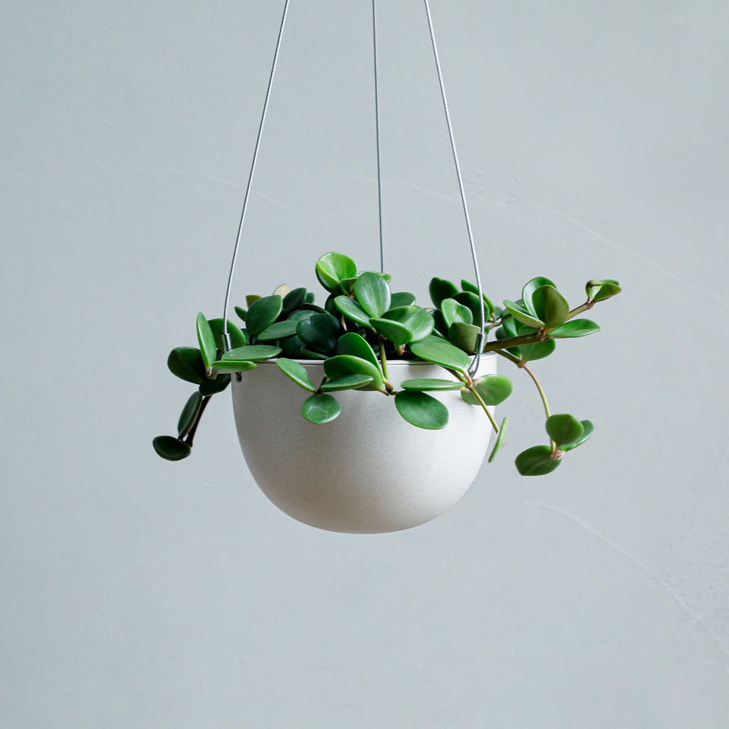 ペペロミア ホープ – MOLLIS