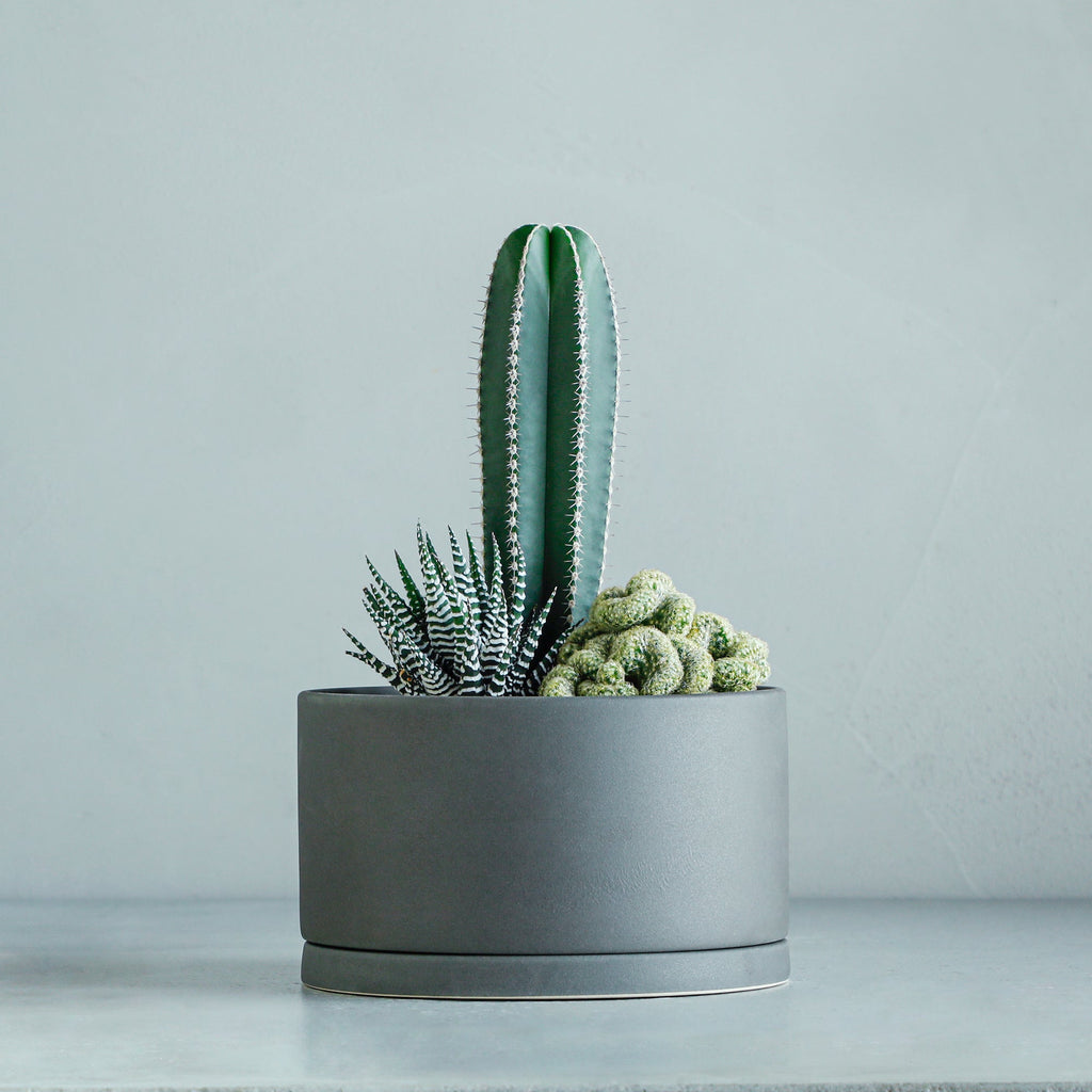 寄せ植え (白雲閣、金手毬綴化、ハオルチア ワイドバンド) – MOLLIS