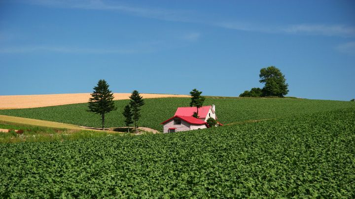 美瑛/富良野エリア 赤い屋根の家
