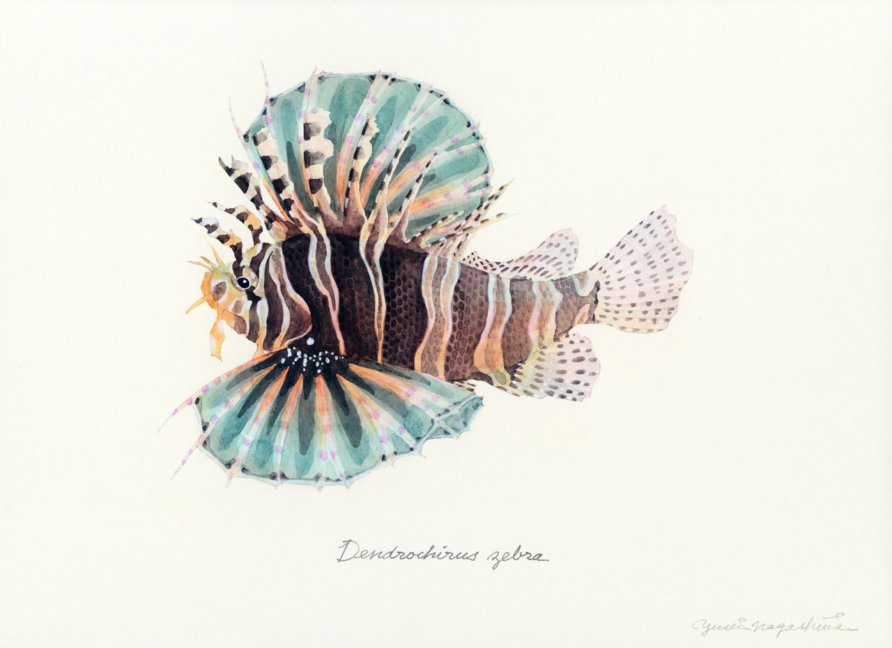 キリンミノカサゴ Dendrochirus zebra: uonofu 魚の譜