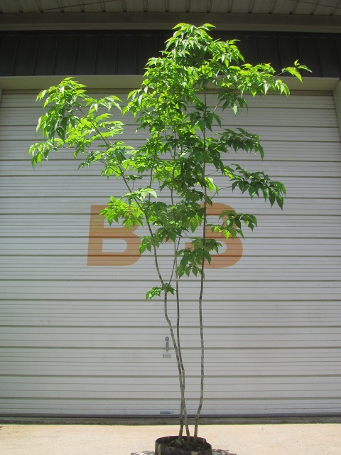 山採り作業再始動！！！ - 店長日記｜植木と苗木の専門ショップ「Next