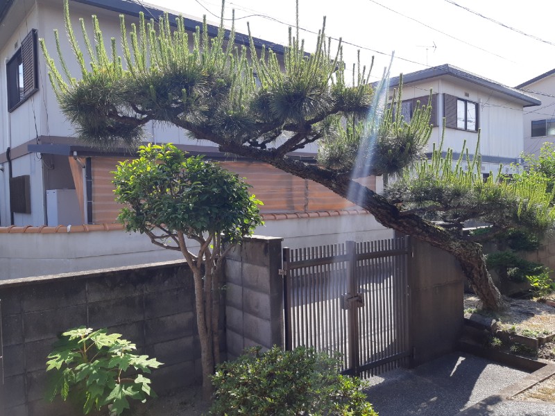 門かぶり松の伐採（倉敷市） | 庭家plus 岡山