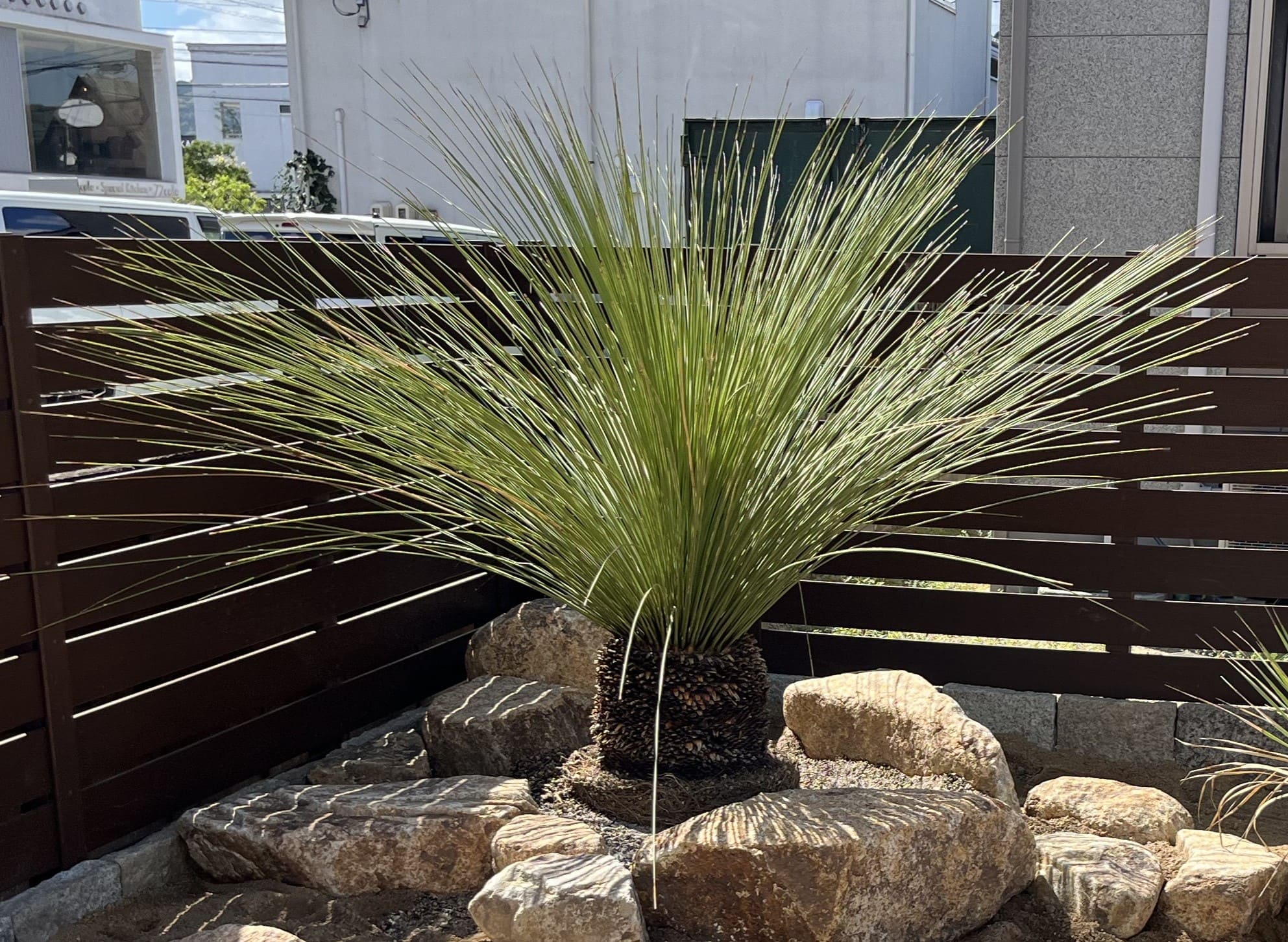 ダシリリオン(属)】育て方の基本を庭師が伝授 | 庭家plus 岡山