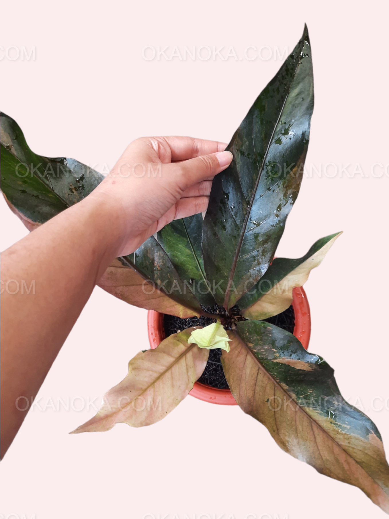 Anthurium Hookeri Pink Medium – Okanoka
