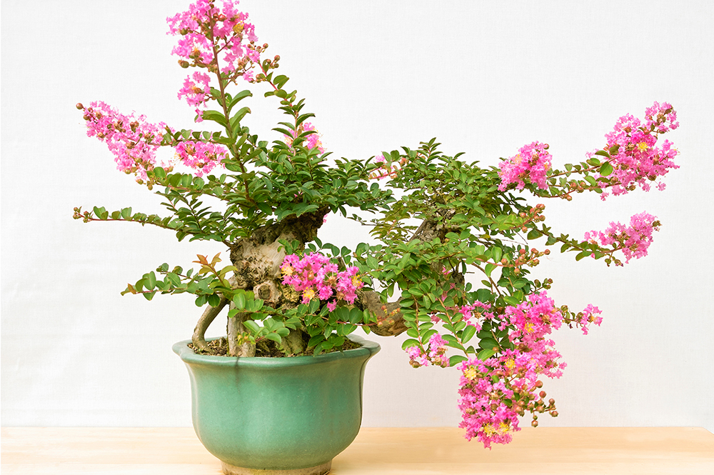 ミニ盆栽 京百日紅（さるすべり）の魅力とは？初心者でも簡単なお