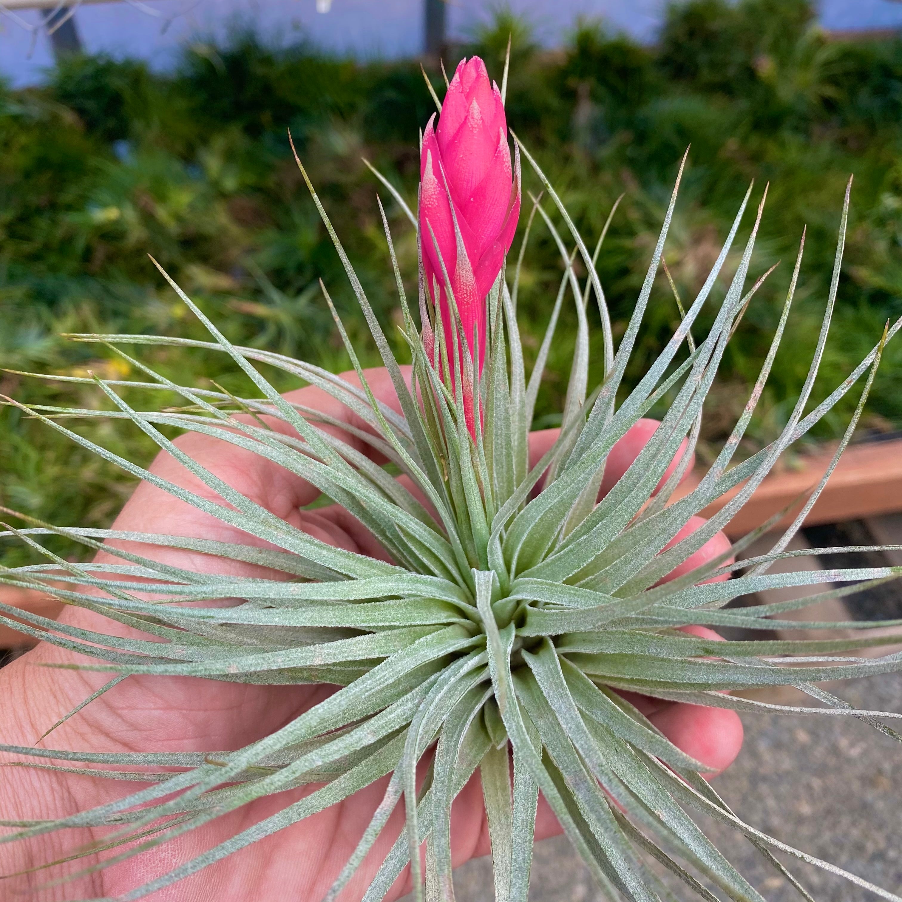 ヒューストンコットンキャンディー – Air Plant Hub