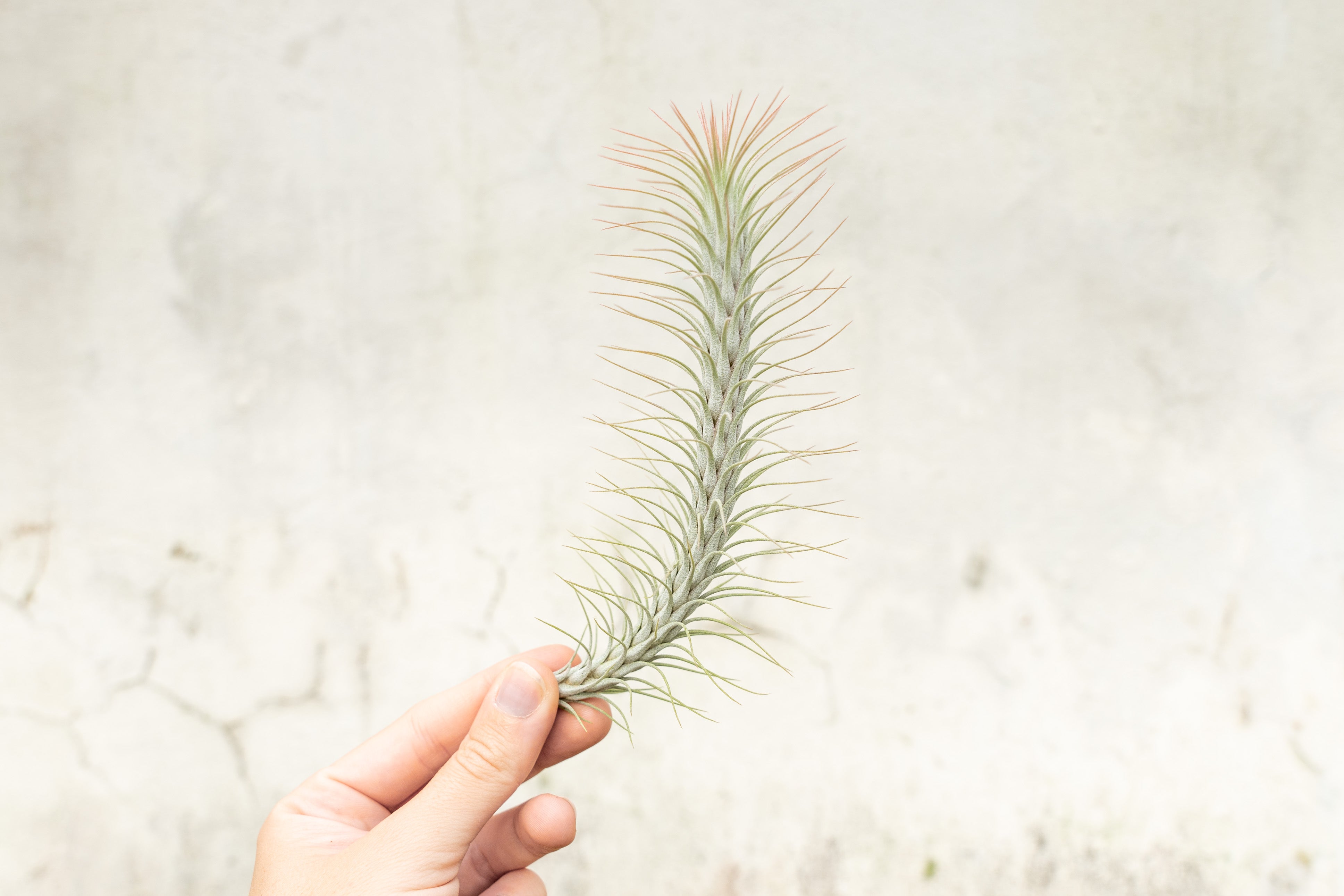 Tillandsia Funckiana v. Recurvifolia Air Plants – Air Plant Shop