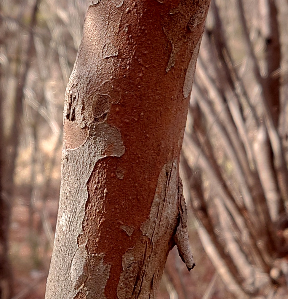 山採り自然樹形リョウブ販売 秋元園芸