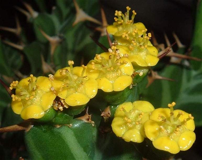 ユーフォルビア クラビゲラ(Euphorbia clavigera)写真 多肉植物