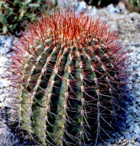 デンモザ 茜丸/(花王竜)(Denmoza rhodacantha)写真 多肉植物データベース