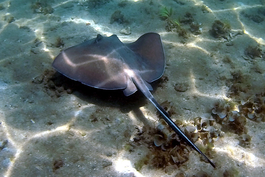 スティングレイ(エイ革)】の魅力 – ALZUNI