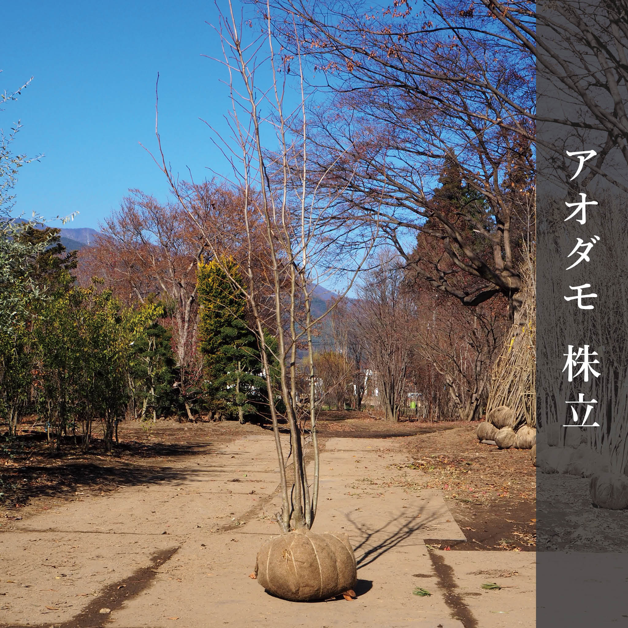 アオダモ（株立） 4m – 安藤苗圃