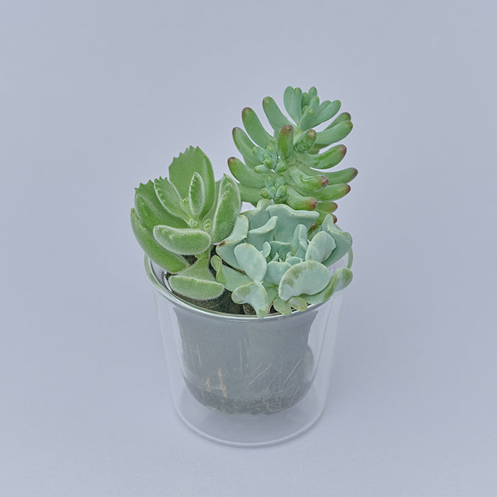 Taniku Set Bear｜土を使わない観葉植物 – &Green