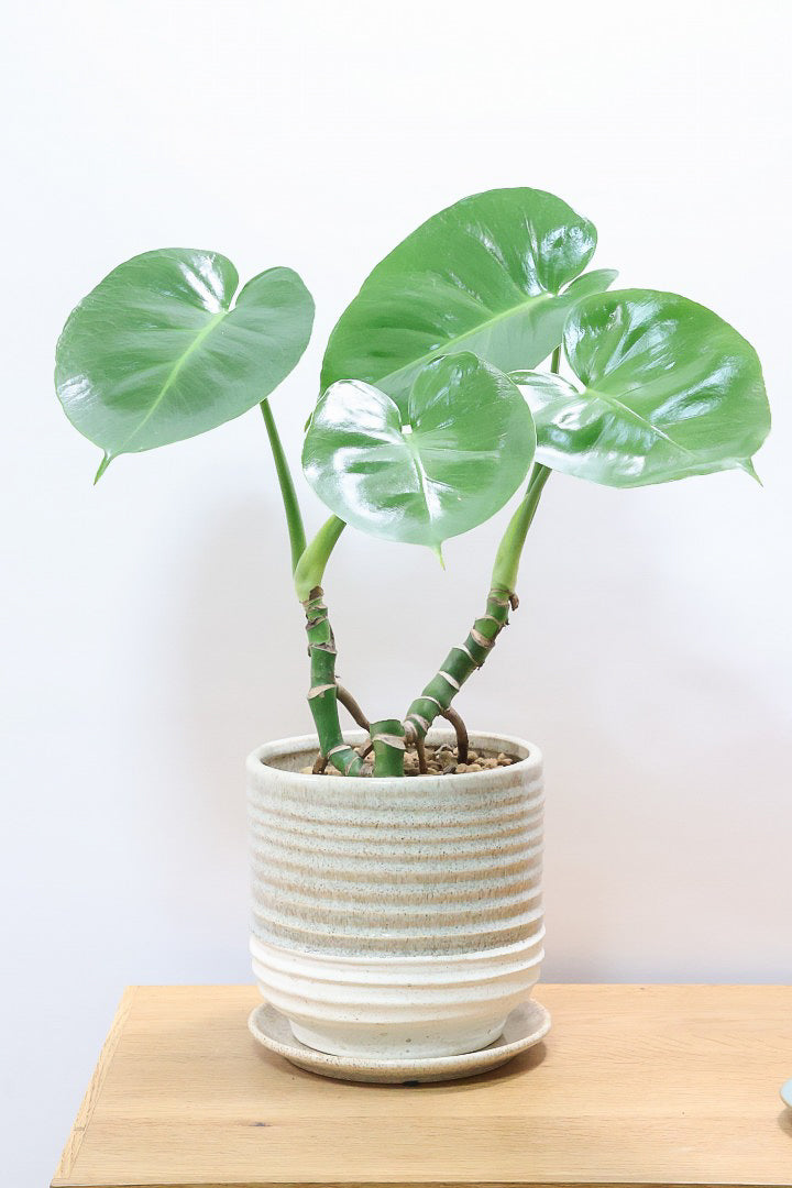 モンステラGL61373| 観葉植物の通信販売 | APEGO(アペーゴ)