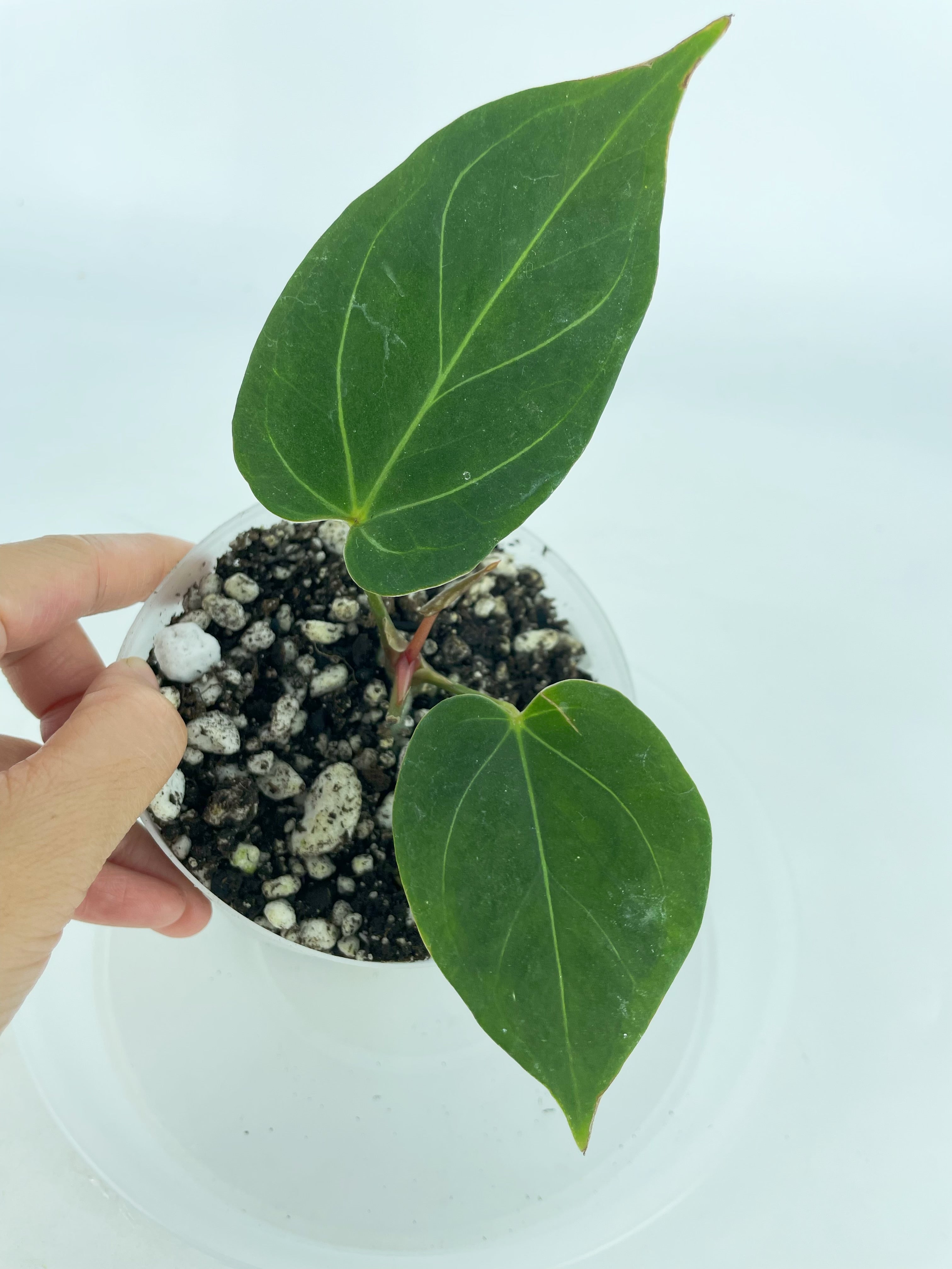 Anthurium King of Spades (KOS) *Multiple Available Random