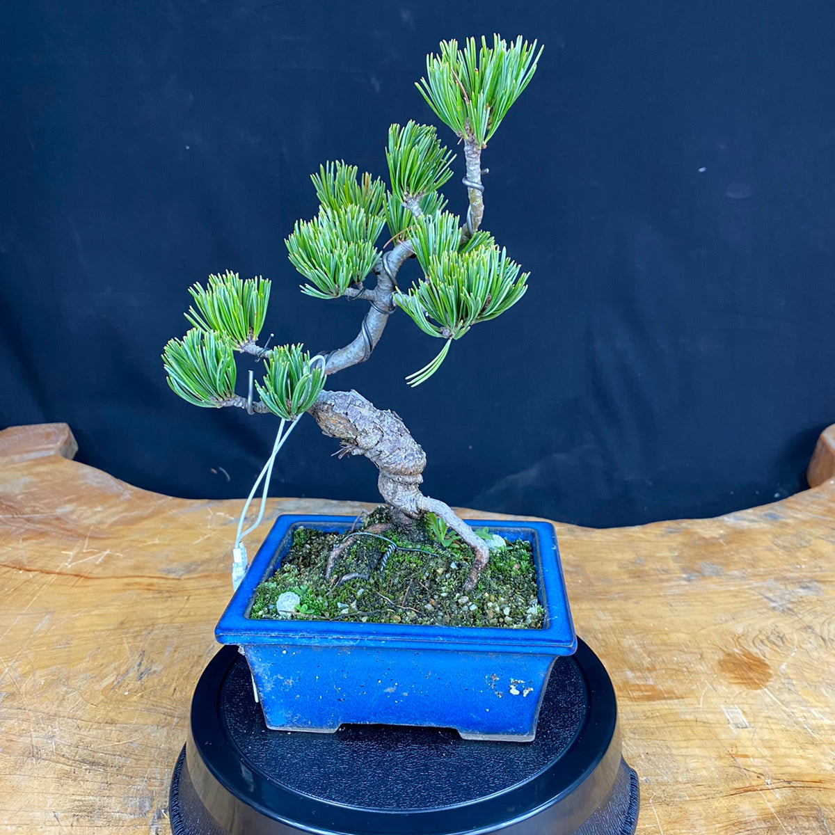 赤石五葉松盆栽003※国内配送のみ（日本）