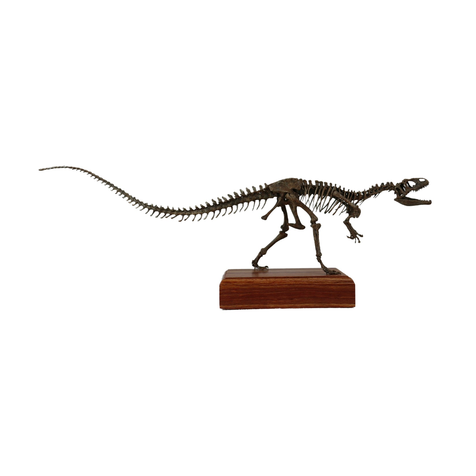 菊石 41cm級 アロサウルス 骨格 恐竜 フィギュア – BINGNICK