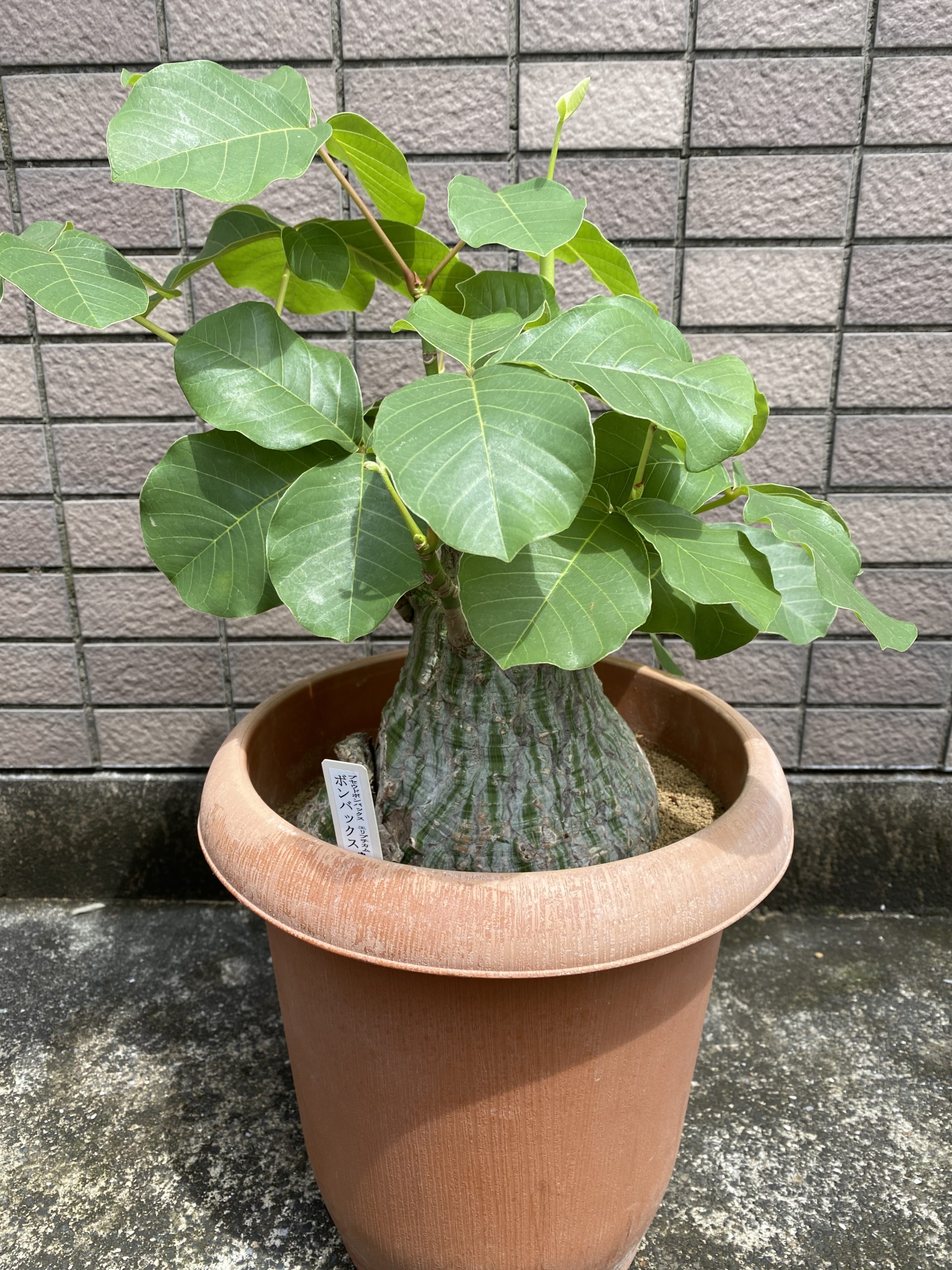 プセウドボンバックス エリプティクム Pseudobombax ellipticum | Bios