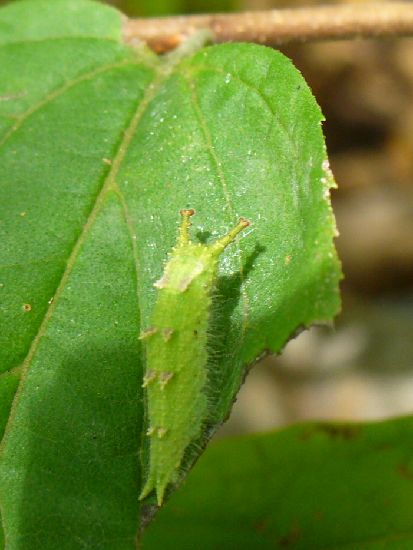 オオムラサキ幼虫の顔 | トビナナフシ日記