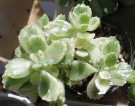 もうすぐ1年経つのに…『熊童子錦 白斑』 | ごーるでん☆たいむ