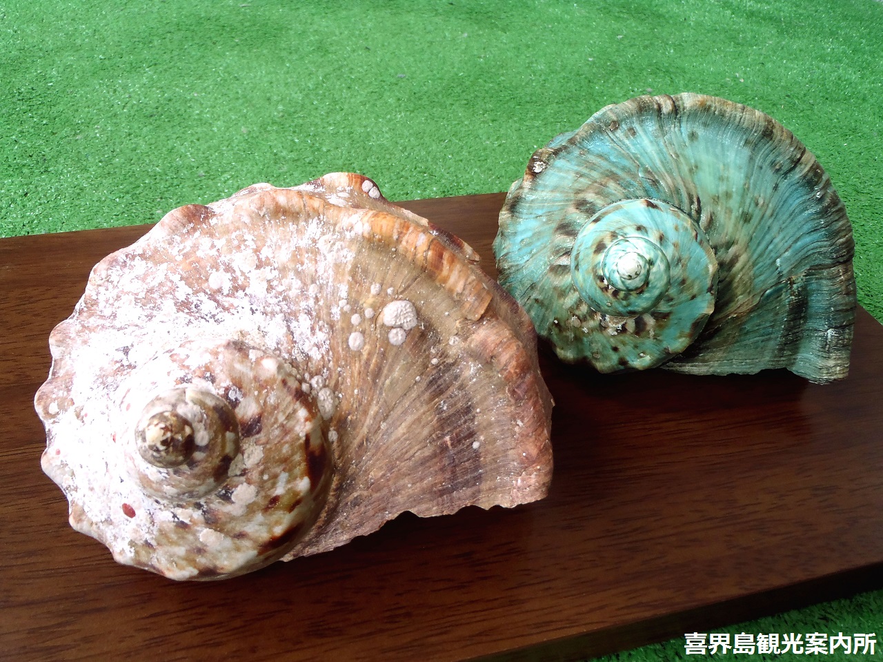 喜界島観光案内所] 螺鈿細工の原材料 - サザエのオバケ「夜光貝