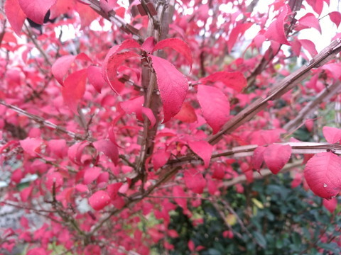 12月1日 カミソリの木！ | 植木屋1年生
