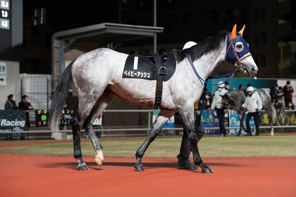 川崎競馬倶楽部ブログ 44thホワイトクリスマス賞 優勝はコスモブライヤー