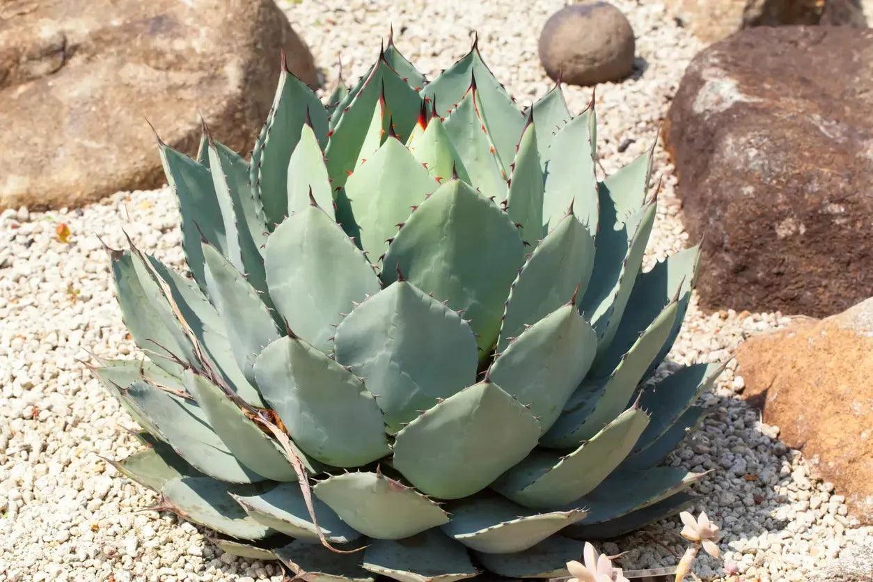 Agave parryi truncata (Agave Artichoke): Elegant Silvery Succulent
