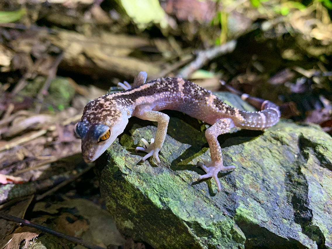 天然記念物クロイワトカゲモドキを夜のやんばるで探す – BRECOL