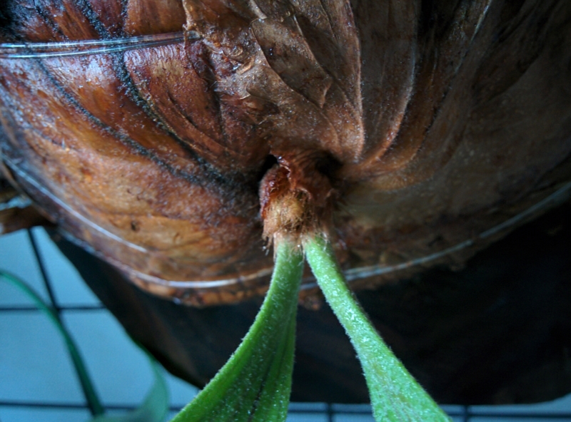 休眠したワリチーが死んだように全く動かない。 - YOSHIDA LAB's BLOG