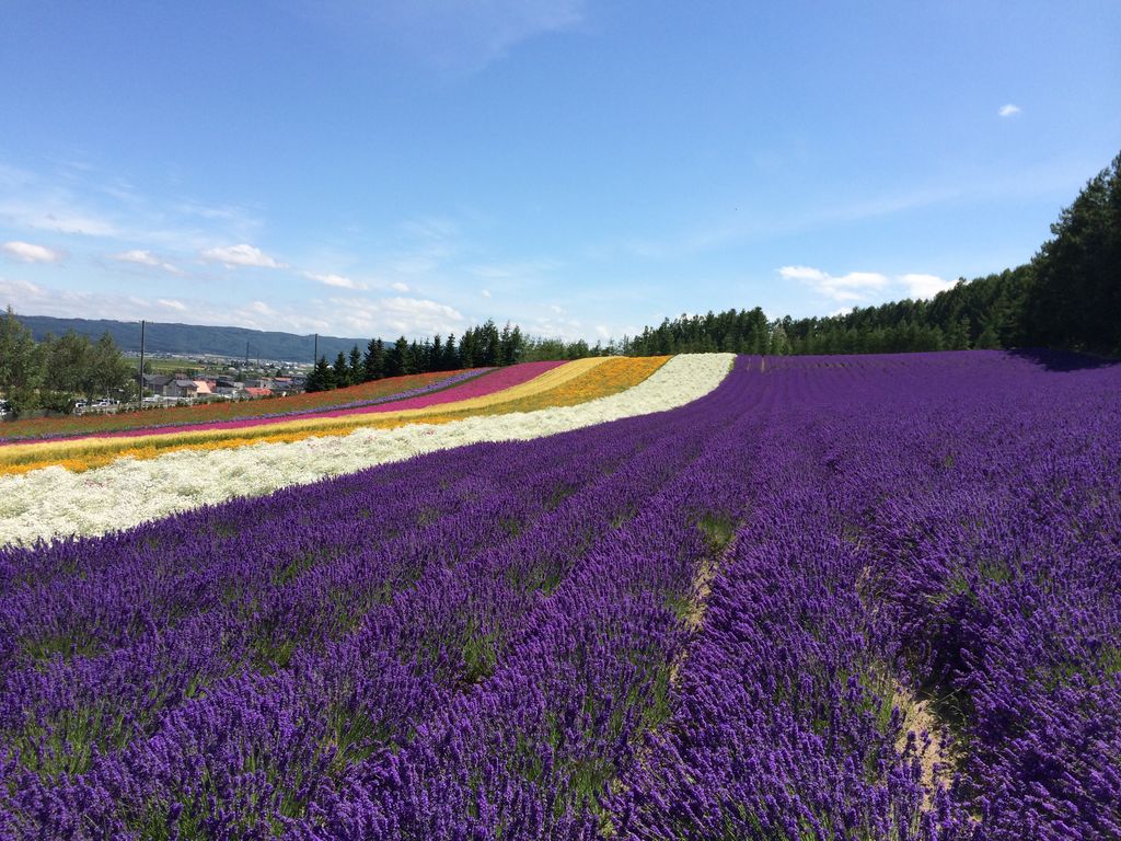 富良野・美瑛】混まずにラベンダーを見られるお得な裏技 – 北海道