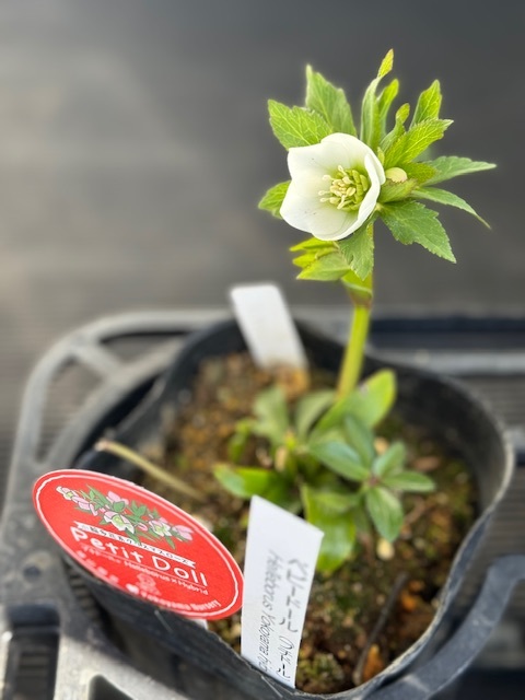 横山園芸さんのクリスマスローズ | CheersGarden BLOG