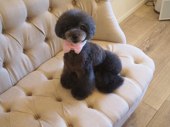 ギャラリー | トイプードルのプリファちゃん | Trimming salon Choco＊mo