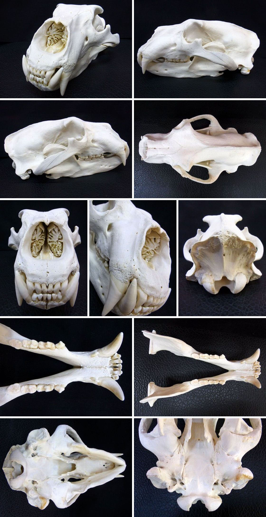 ☆ 即納 ☆ 迫力サイズ！☆38cm！☆ホッキョクグマ （シロクマ） の