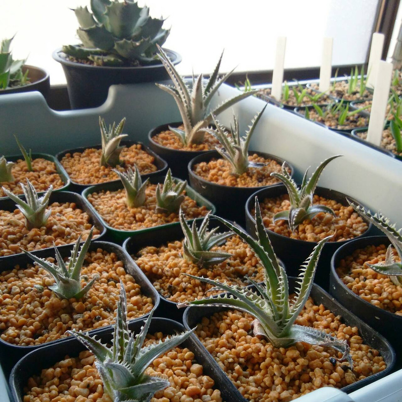 ディッキアの育て方：発根方法編 | Dyckia Maniax