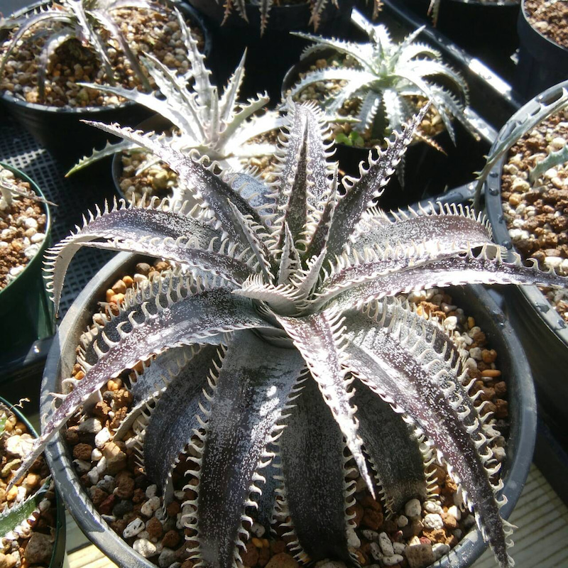 ディッキア成長記録：ディッキア・ビルベイカー（Dyckia 'Bill Baker