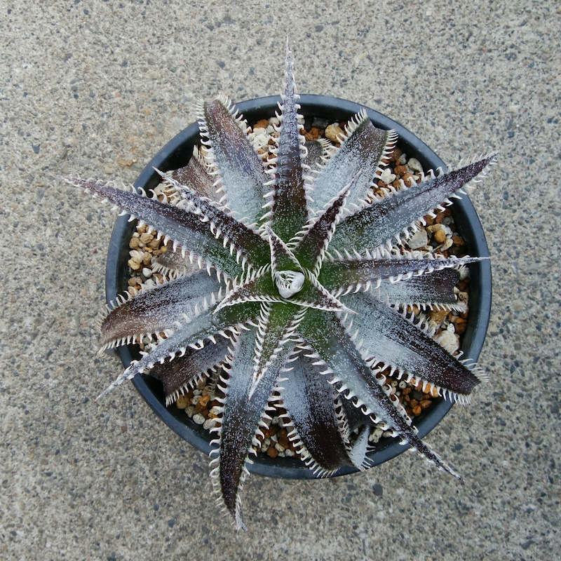 ディッキア成長記録：ディッキア・ビルベイカー（Dyckia 'Bill Baker