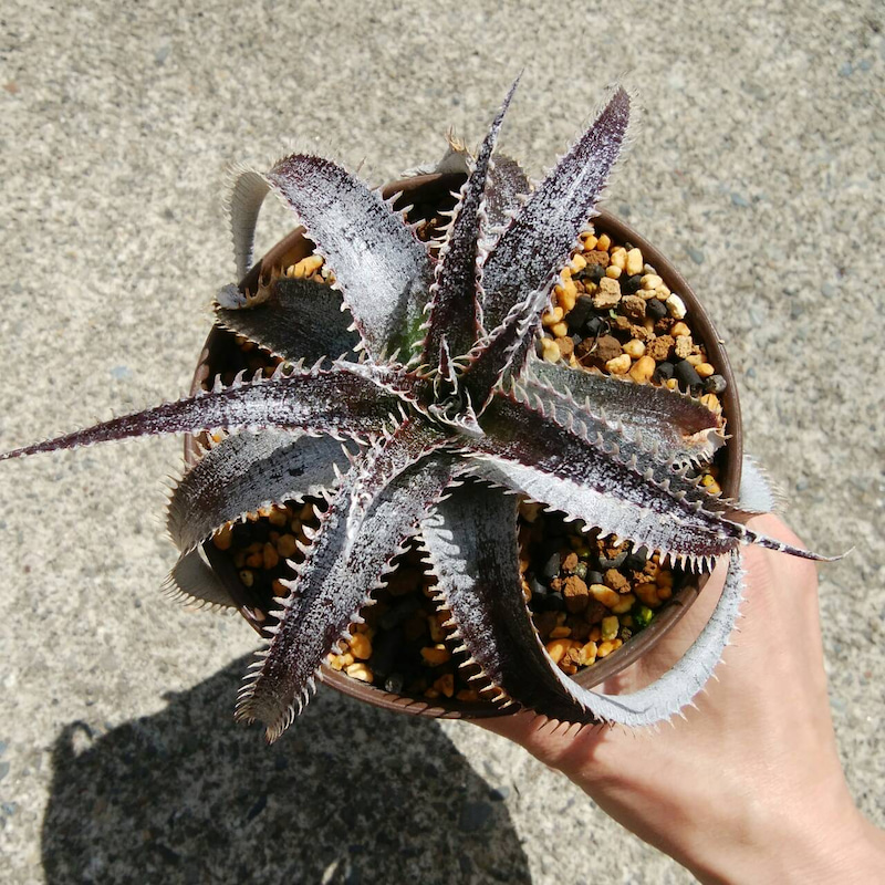 ディッキア成長記録：ディッキア・ビルベイカー（Dyckia 'Bill Baker
