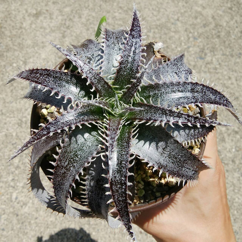 ディッキア成長記録：ディッキア・ビルベイカー（Dyckia 'Bill Baker
