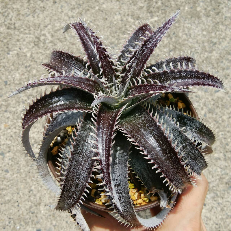 ディッキア成長記録：ディッキア・ビルベイカー（Dyckia 'Bill Baker