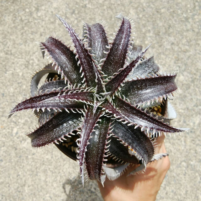 ディッキア成長記録：ディッキア・ビルベイカー（Dyckia 'Bill Baker