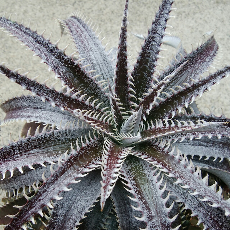 ディッキア成長記録：ディッキア・ビルベイカー（Dyckia 'Bill Baker