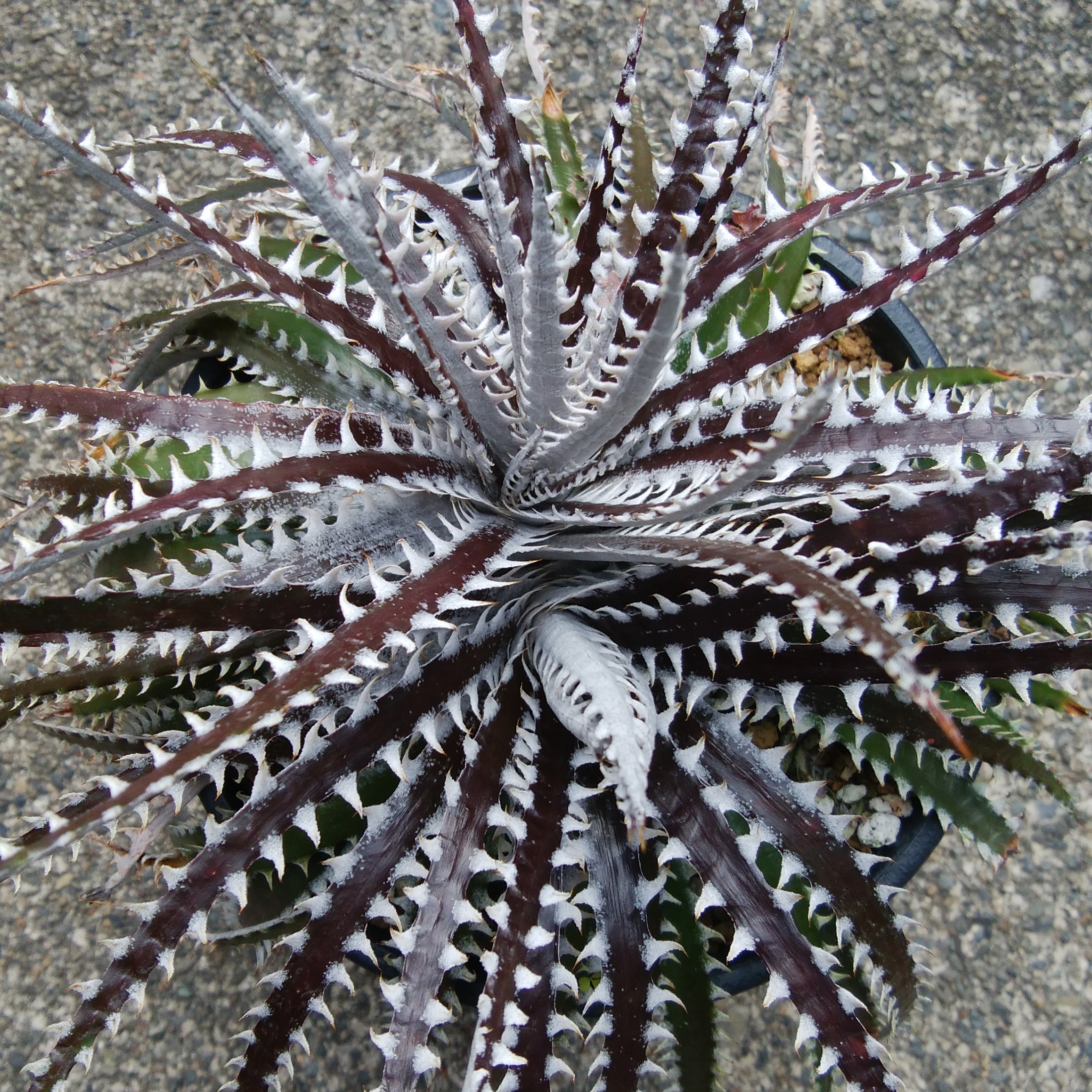 ディッキア（Dyckia 'Arizona Small' x ('Brittle Star' x 'Bill
