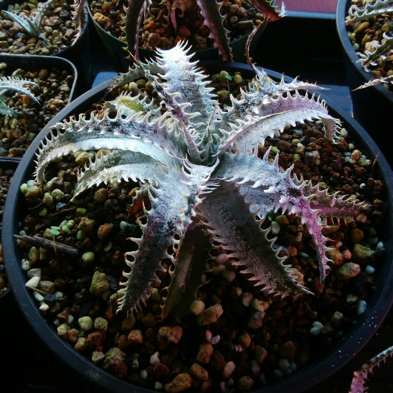 ディッキア成長記録：ディッキア（Dyckia Tracking Code 'GDD'）編